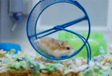 Rat Race 2024